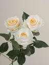 ef44c026532404e22e3dedd4135bfb01.webp
