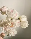 f1ddce50c8e97de9aaac0482a01c9a19.webp